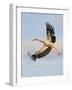 White Stork (Ciconia Ciconia) in Flight, Rusne, Nemunas Regional Park, Lithuania, June 2009-Hamblin-Framed Photographic Print