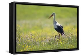 White Stork (Ciconia Ciconia) in Flower Meadow, Labanoras Regional Park, Lithuania, May 2009-Hamblin-Framed Stretched Canvas