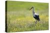 White Stork (Ciconia Ciconia) in Flower Meadow, Labanoras Regional Park, Lithuania, May 2009-Hamblin-Stretched Canvas