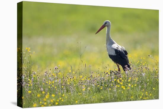 White Stork (Ciconia Ciconia) in Flower Meadow, Labanoras Regional Park, Lithuania, May 2009-Hamblin-Stretched Canvas