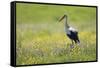 White Stork (Ciconia Ciconia) in Flower Meadow, Labanoras Regional Park, Lithuania, May 2009-Hamblin-Framed Stretched Canvas