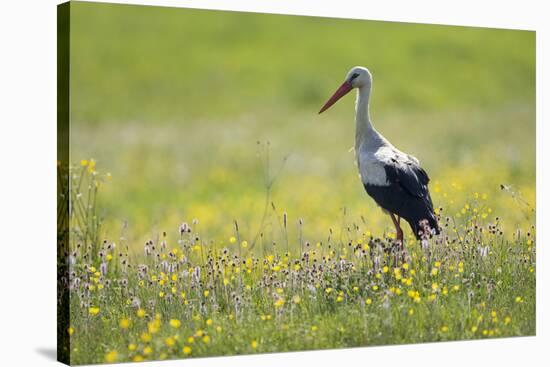 White Stork (Ciconia Ciconia) in Flower Meadow, Labanoras Regional Park, Lithuania, May 2009-Hamblin-Stretched Canvas