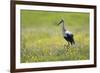 White Stork (Ciconia Ciconia) in Flower Meadow, Labanoras Regional Park, Lithuania, May 2009-Hamblin-Framed Premium Photographic Print
