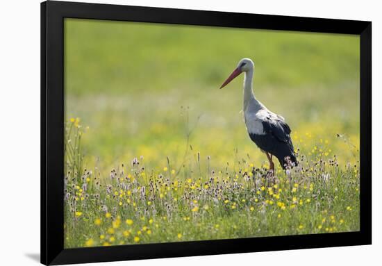 White Stork (Ciconia Ciconia) in Flower Meadow, Labanoras Regional Park, Lithuania, May 2009-Hamblin-Framed Premium Photographic Print