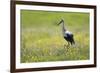 White Stork (Ciconia Ciconia) in Flower Meadow, Labanoras Regional Park, Lithuania, May 2009-Hamblin-Framed Photographic Print