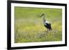 White Stork (Ciconia Ciconia) in Flower Meadow, Labanoras Regional Park, Lithuania, May 2009-Hamblin-Framed Photographic Print