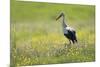 White Stork (Ciconia Ciconia) in Flower Meadow, Labanoras Regional Park, Lithuania, May 2009-Hamblin-Mounted Photographic Print