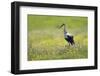 White Stork (Ciconia Ciconia) in Flower Meadow, Labanoras Regional Park, Lithuania, May 2009-Hamblin-Framed Photographic Print