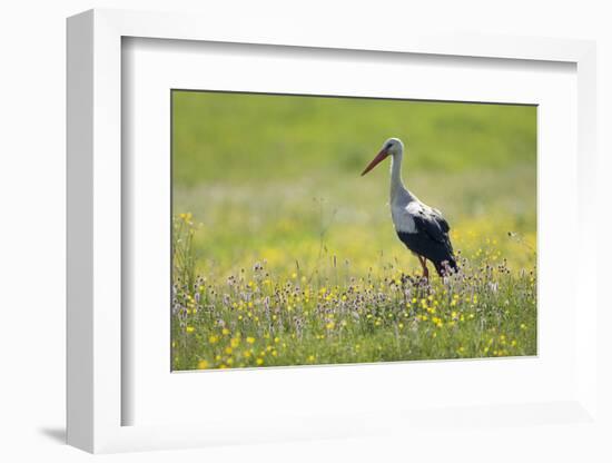 White Stork (Ciconia Ciconia) in Flower Meadow, Labanoras Regional Park, Lithuania, May 2009-Hamblin-Framed Photographic Print