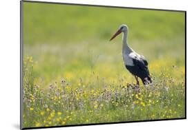 White Stork (Ciconia Ciconia) in Flower Meadow, Labanoras Regional Park, Lithuania, May 2009-Hamblin-Mounted Photographic Print