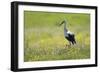 White Stork (Ciconia Ciconia) in Flower Meadow, Labanoras Regional Park, Lithuania, May 2009-Hamblin-Framed Photographic Print