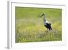 White Stork (Ciconia Ciconia) in Flower Meadow, Labanoras Regional Park, Lithuania, May 2009-Hamblin-Framed Photographic Print