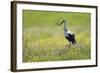 White Stork (Ciconia Ciconia) in Flower Meadow, Labanoras Regional Park, Lithuania, May 2009-Hamblin-Framed Photographic Print