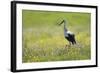 White Stork (Ciconia Ciconia) in Flower Meadow, Labanoras Regional Park, Lithuania, May 2009-Hamblin-Framed Photographic Print