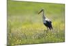 White Stork (Ciconia Ciconia) in Flower Meadow, Labanoras Regional Park, Lithuania, May 2009-Hamblin-Mounted Photographic Print