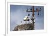 White Stork (Ciconia Ciconia) - Male and Female - Hatching-Elio Della Ferrera-Framed Photographic Print