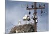 White Stork (Ciconia Ciconia) - Male and Female - Hatching-Elio Della Ferrera-Mounted Photographic Print