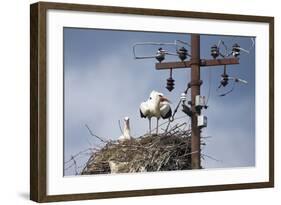 White Stork (Ciconia Ciconia) - Male and Female - Hatching-Elio Della Ferrera-Framed Photographic Print
