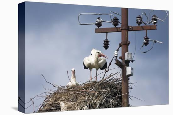 White Stork (Ciconia Ciconia) - Male and Female - Hatching-Elio Della Ferrera-Stretched Canvas