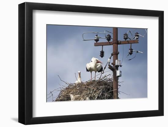 White Stork (Ciconia Ciconia) - Male and Female - Hatching-Elio Della Ferrera-Framed Photographic Print