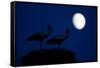 White Stork (Ciconia Ciconia) Pair at Nest, Dusk, with Moon, Nemunas Delta, Lithuania, June 2009-Hamblin-Framed Stretched Canvas