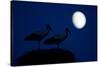 White Stork (Ciconia Ciconia) Pair at Nest, Dusk, with Moon, Nemunas Delta, Lithuania, June 2009-Hamblin-Stretched Canvas