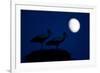 White Stork (Ciconia Ciconia) Pair at Nest, Dusk, with Moon, Nemunas Delta, Lithuania, June 2009-Hamblin-Framed Photographic Print