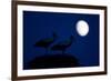 White Stork (Ciconia Ciconia) Pair at Nest, Dusk, with Moon, Nemunas Delta, Lithuania, June 2009-Hamblin-Framed Photographic Print