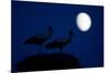 White Stork (Ciconia Ciconia) Pair at Nest, Dusk, with Moon, Nemunas Delta, Lithuania, June 2009-Hamblin-Mounted Photographic Print