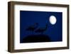 White Stork (Ciconia Ciconia) Pair at Nest, Dusk, with Moon, Nemunas Delta, Lithuania, June 2009-Hamblin-Framed Photographic Print