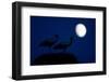 White Stork (Ciconia Ciconia) Pair at Nest, Dusk, with Moon, Nemunas Delta, Lithuania, June 2009-Hamblin-Framed Photographic Print