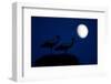 White Stork (Ciconia Ciconia) Pair at Nest, Dusk, with Moon, Nemunas Delta, Lithuania, June 2009-Hamblin-Framed Photographic Print