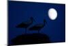 White Stork (Ciconia Ciconia) Pair at Nest, Dusk, with Moon, Nemunas Delta, Lithuania, June 2009-Hamblin-Mounted Photographic Print