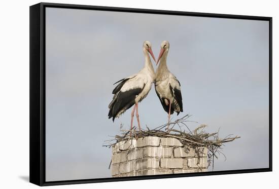 White Stork (Ciconia Ciconia) Pair at Nest on Old Chimney-Hamblin-Framed Stretched Canvas
