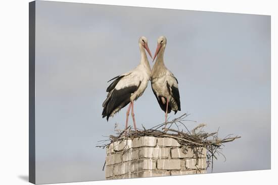 White Stork (Ciconia Ciconia) Pair at Nest on Old Chimney-Hamblin-Stretched Canvas