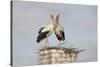 White Stork (Ciconia Ciconia) Pair at Nest on Old Chimney-Hamblin-Stretched Canvas