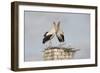 White Stork (Ciconia Ciconia) Pair at Nest on Old Chimney-Hamblin-Framed Photographic Print