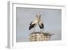 White Stork (Ciconia Ciconia) Pair at Nest on Old Chimney-Hamblin-Framed Photographic Print