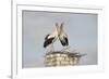 White Stork (Ciconia Ciconia) Pair at Nest on Old Chimney-Hamblin-Framed Photographic Print