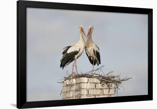 White Stork (Ciconia Ciconia) Pair at Nest on Old Chimney-Hamblin-Framed Photographic Print