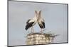 White Stork (Ciconia Ciconia) Pair at Nest on Old Chimney-Hamblin-Mounted Photographic Print