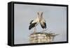 White Stork (Ciconia Ciconia) Pair at Nest on Old Chimney-Hamblin-Framed Stretched Canvas