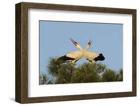 White Stork (Ciconia Ciconia) Pair Displaying, La Serena, Extremadura, Spain, March 2009-Widstrand-Framed Photographic Print