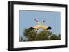 White Stork (Ciconia Ciconia) Pair Displaying, La Serena, Extremadura, Spain, March 2009-Widstrand-Framed Photographic Print