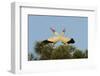 White Stork (Ciconia Ciconia) Pair Displaying, La Serena, Extremadura, Spain, March 2009-Widstrand-Framed Photographic Print