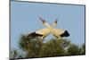 White Stork (Ciconia Ciconia) Pair Displaying, La Serena, Extremadura, Spain, March 2009-Widstrand-Mounted Photographic Print