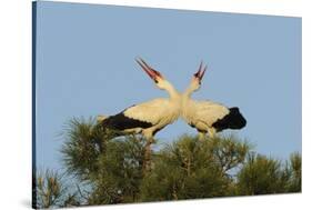 White Stork (Ciconia Ciconia) Pair Displaying, La Serena, Extremadura, Spain, March 2009-Widstrand-Stretched Canvas
