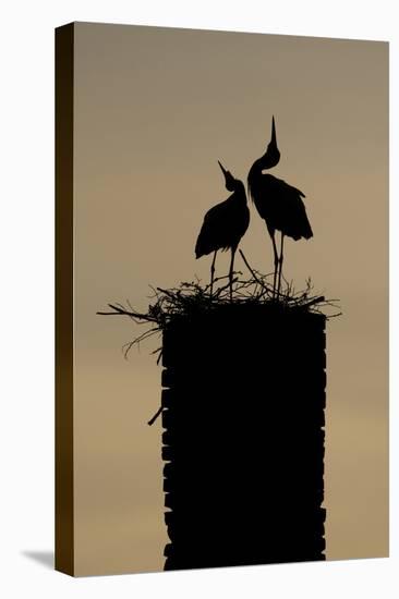 White Stork (Ciconia Ciconia) Pair Displaying-Hamblin-Stretched Canvas