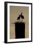 White Stork (Ciconia Ciconia) Pair Displaying-Hamblin-Framed Photographic Print