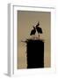 White Stork (Ciconia Ciconia) Pair Displaying-Hamblin-Framed Photographic Print